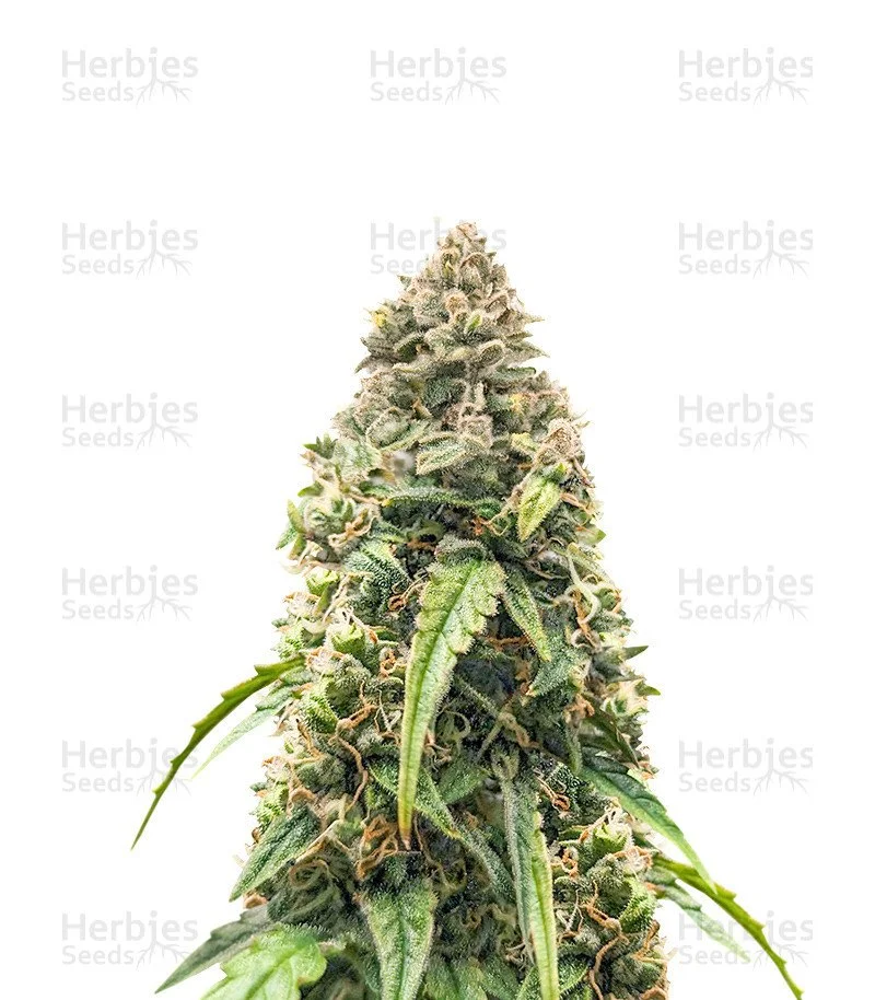 Purple Haze Autoflower (Herbies Seeds)