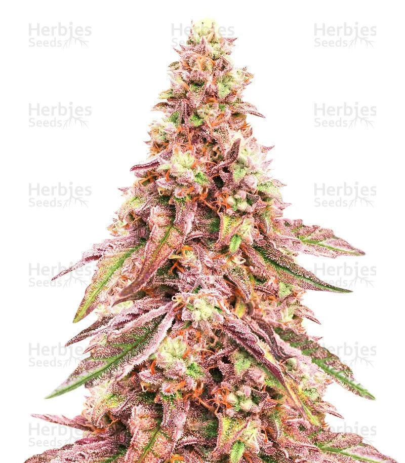 Glue Cookies Seeds (AlphaFem Seeds)