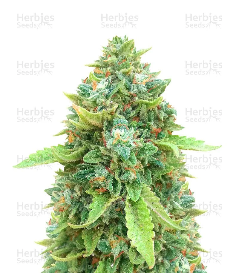 Chemdog Fast Version (Herbies Seeds)