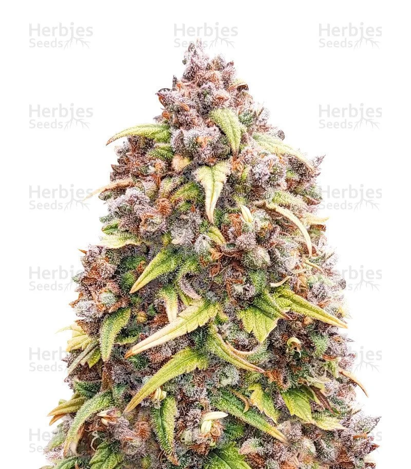 Blueberry Autoflower (Herbies Seeds)