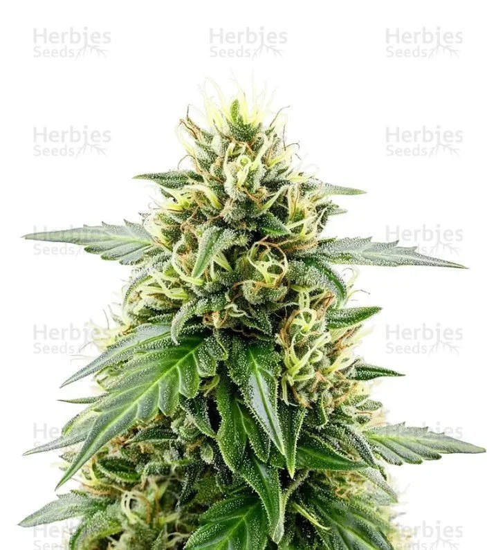 Melonade Runtz Auto Seeds