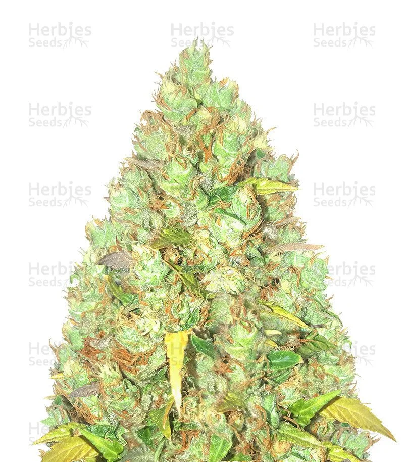 Critical XXL Seeds (Herbies Seeds)