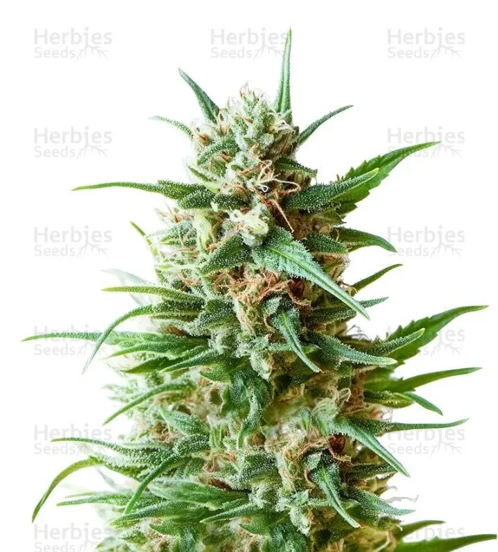 Original Blueberry Auto Seeds