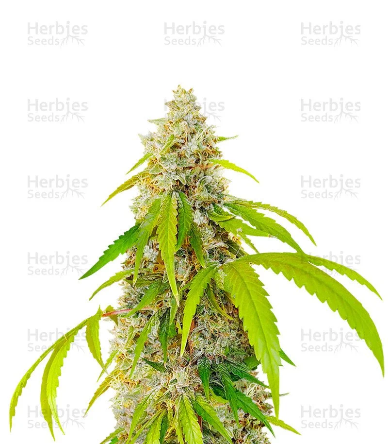 OG Kush Fast Version Seeds (EGS)
