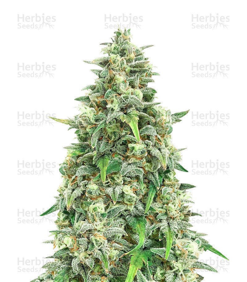Bubblegum Autoflower (Herbies Seeds)