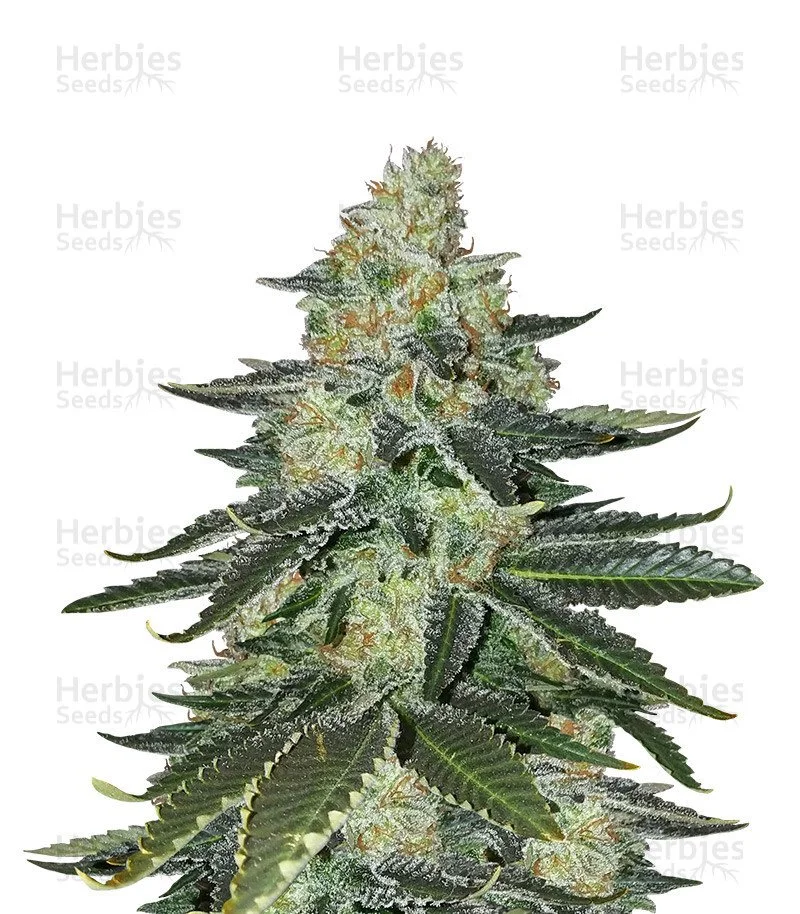 Purple Kush Seeds