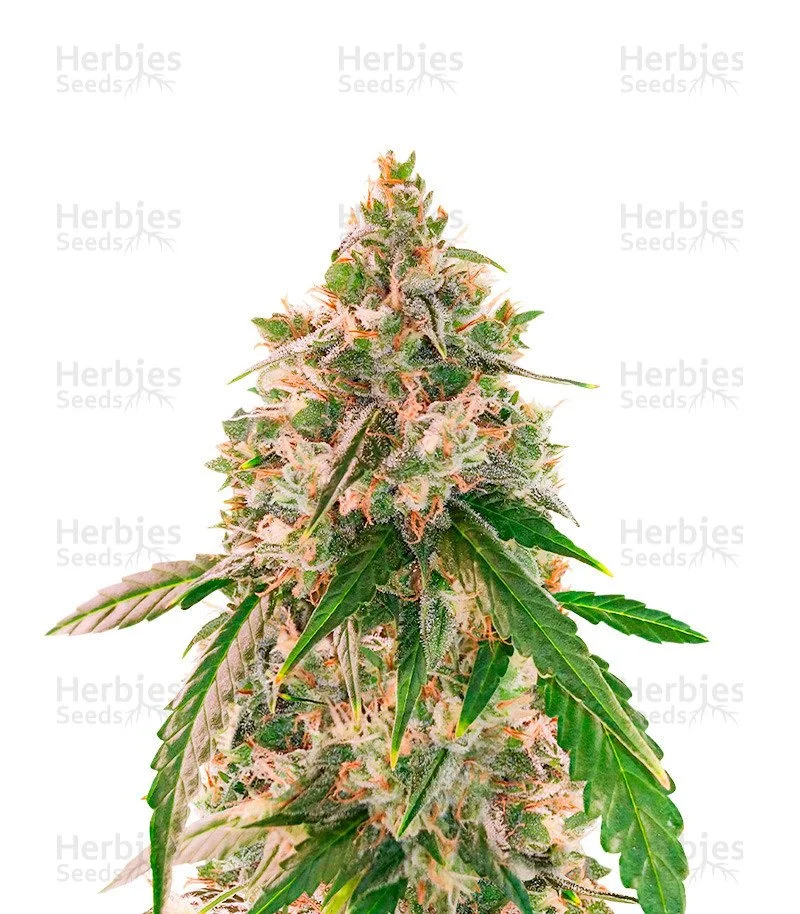 Wedding Cake Autoflower Feminized Seeds (EGS)