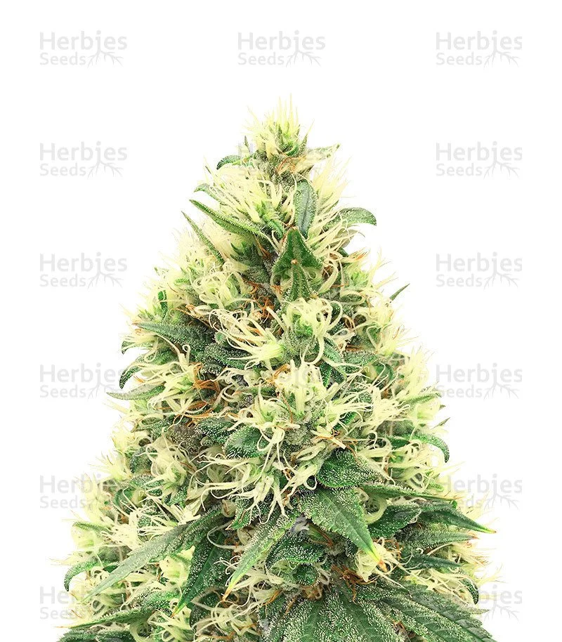 White Widow feminized seeds (Dutch Passion)