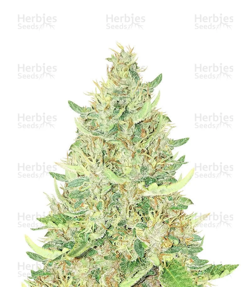 Ayahuasca Purple Seeds