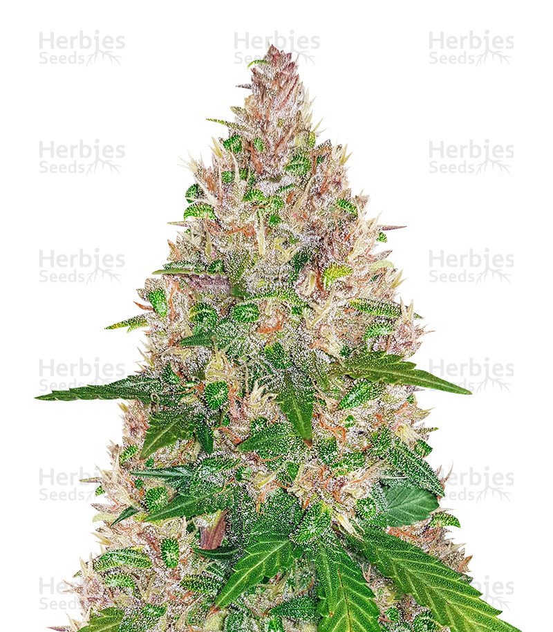 BlackBerry Autoflower (Herbies Seeds)