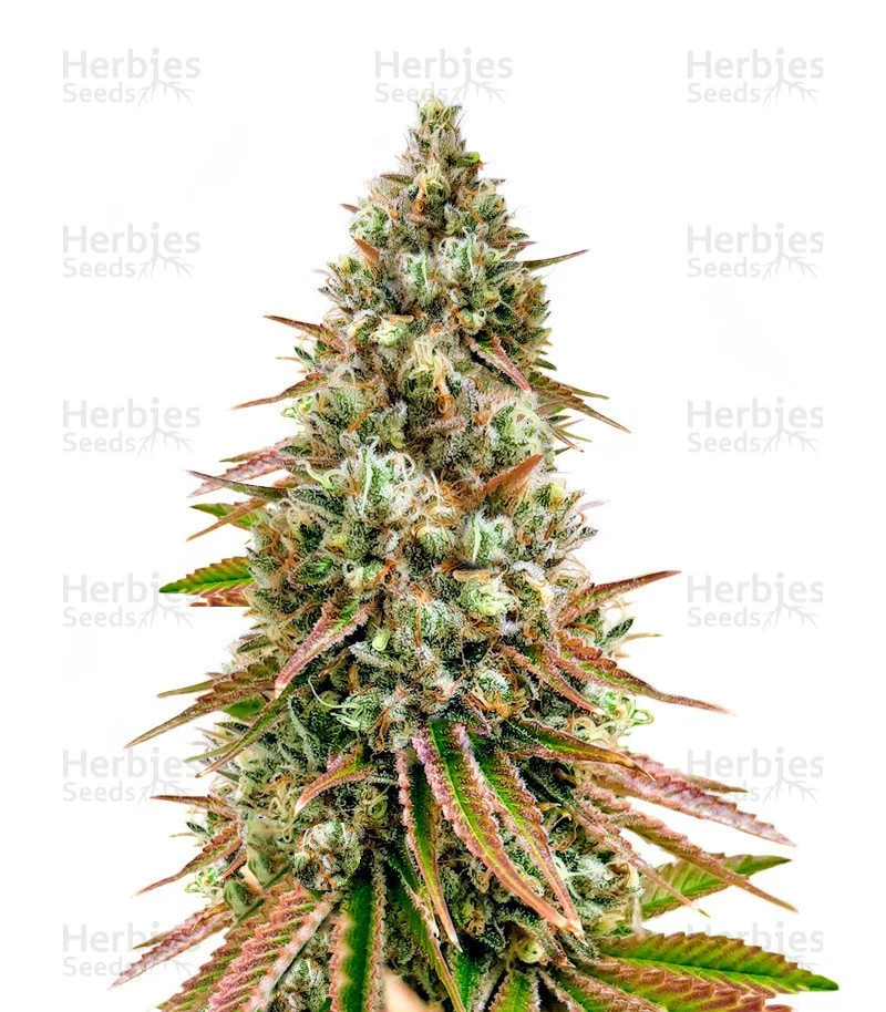 Bruce Banner #3 Seeds (Herbies Seeds)