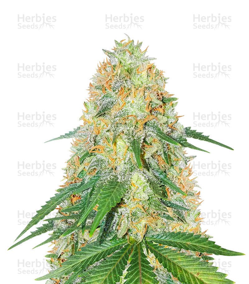 OG Kush Fast Version (Herbies Seeds)