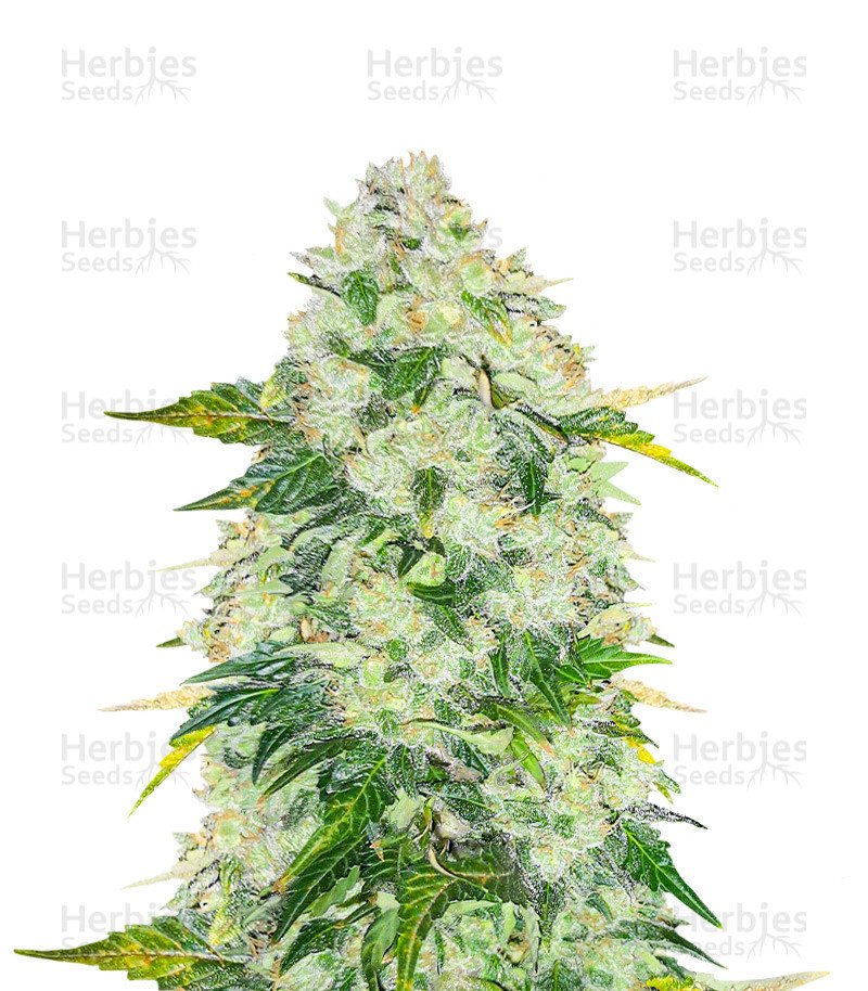 AK 47 Fast Version Seeds (EGS)