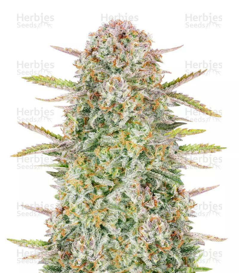 Bruce Banner Seeds (Fast Buds)