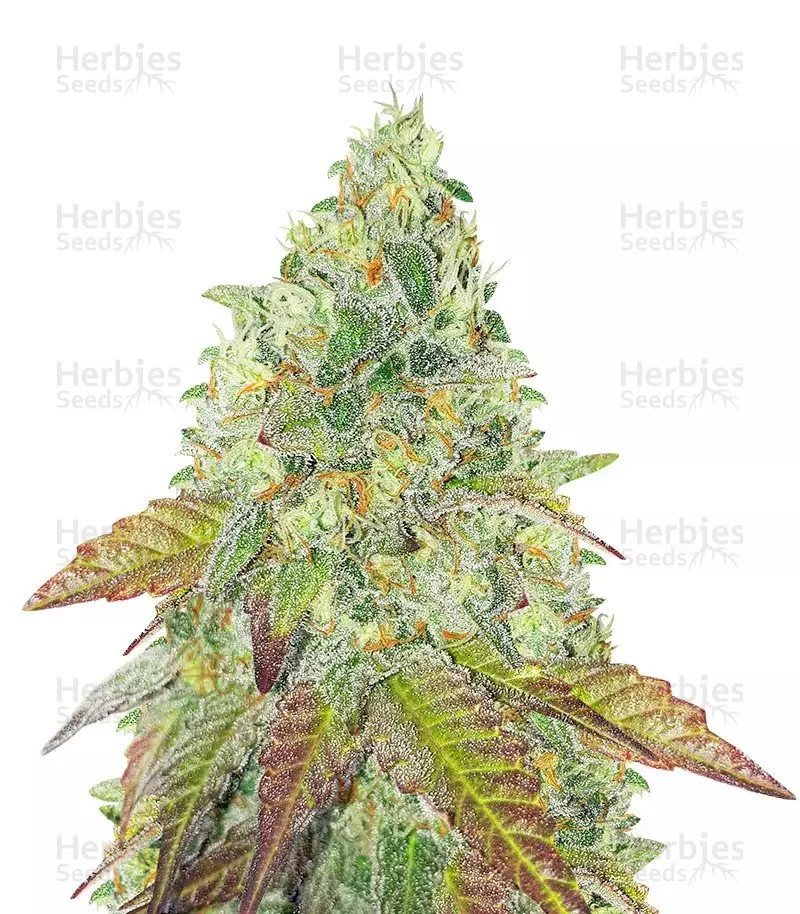 Grand Daddy Purple Fast Version (Herbies Seeds)