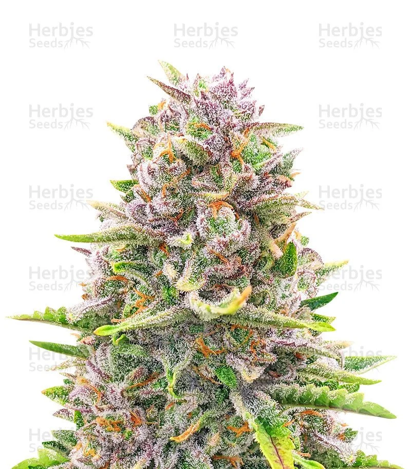 Bruce Banner Autoflower (Herbies Seeds)
