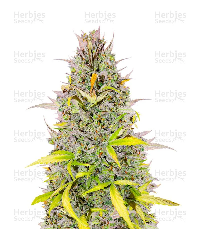 Crystal WW Seeds (EGS)