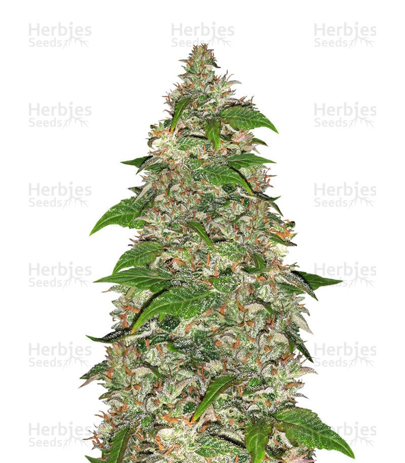 CBD Auto Charlotte’s Angel Seeds