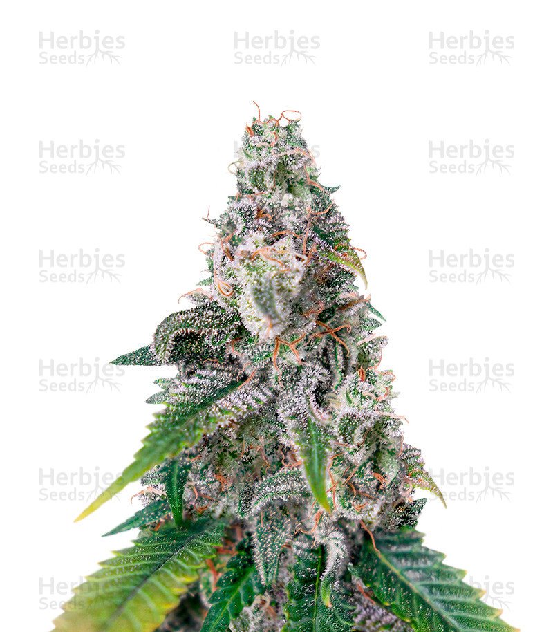 Northern Lights x Big Bud (Herbies Seeds)