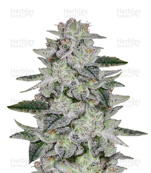 Sweet Valley Kush Seeds