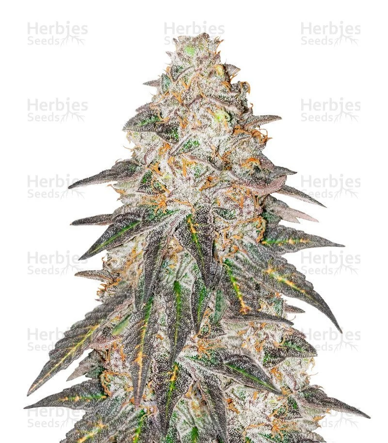 Runtz Punch Seeds (Herbies Seeds)