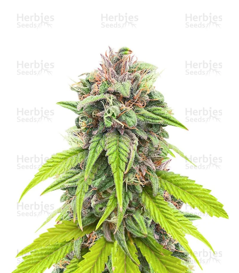 Bruce Banner # Seeds (AlphaFem Seeds)