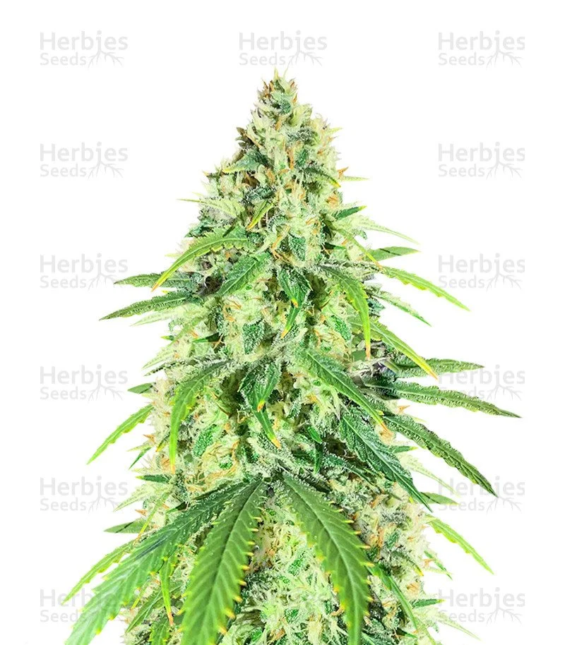 Glue Sherbert Seeds (AlphaFem Seeds)