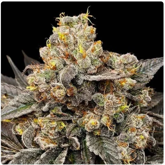 Biscotti Zkittlez Feminized Seeds