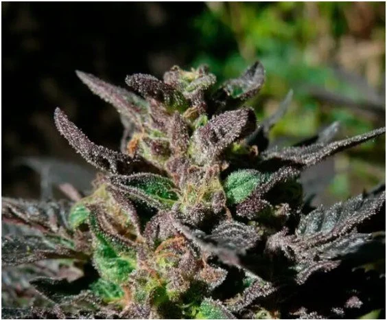 Grand Daddy Purple Feminized Seeds