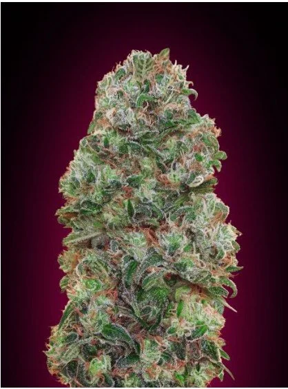 Bubble Gum Feminized Seeds