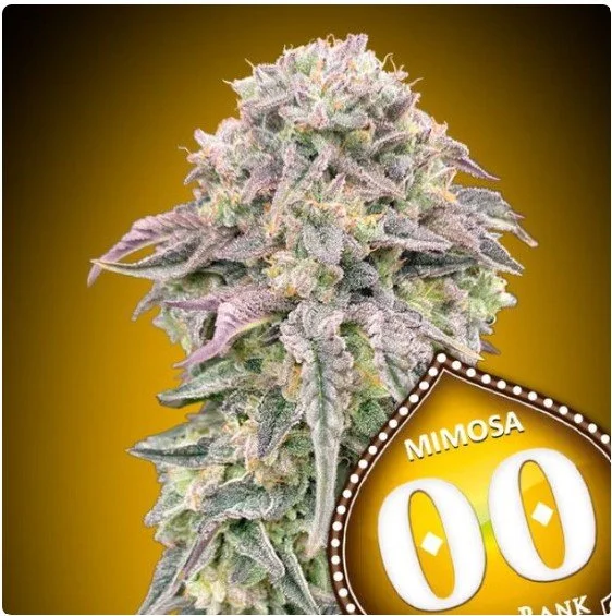 Mimosa Feminized Seeds