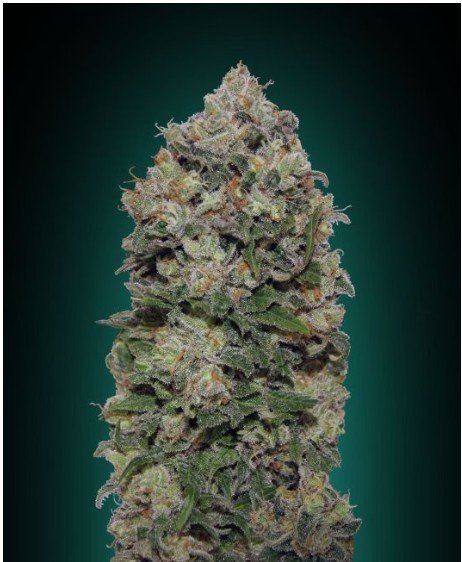Northern Lights Feminized Seeds
