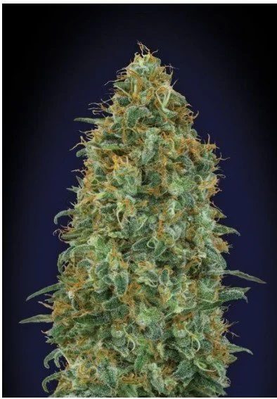 Blueberry Feminized Seeds
