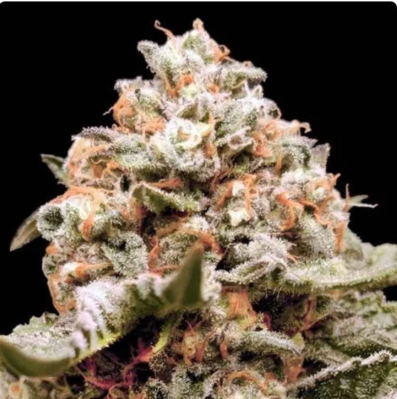 Rainbow Mints Auto Feminized Seeds