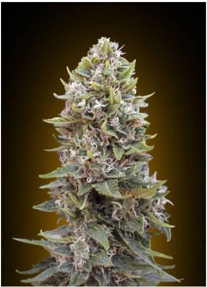 Cheese Berry Auto Feminized Seeds