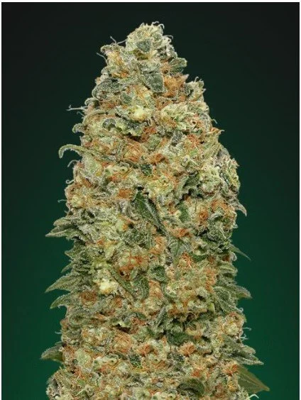 White Widow Feminized Seeds