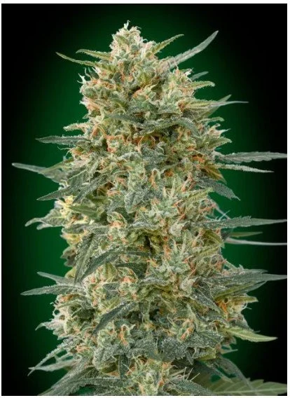 Gorilla Fast Feminized Seeds