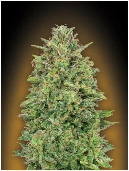 00 Skunk Feminized Seeds