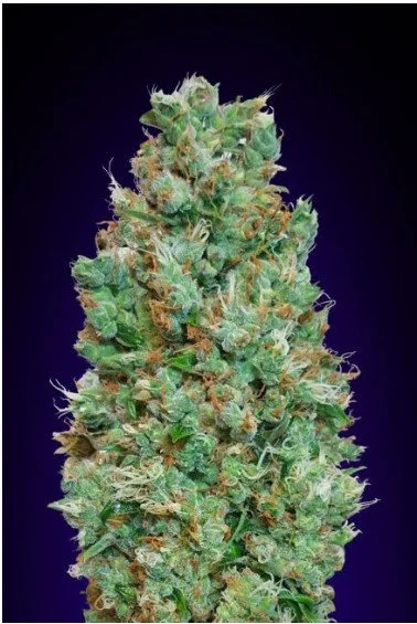 Blueberry Auto Feminized Seeds