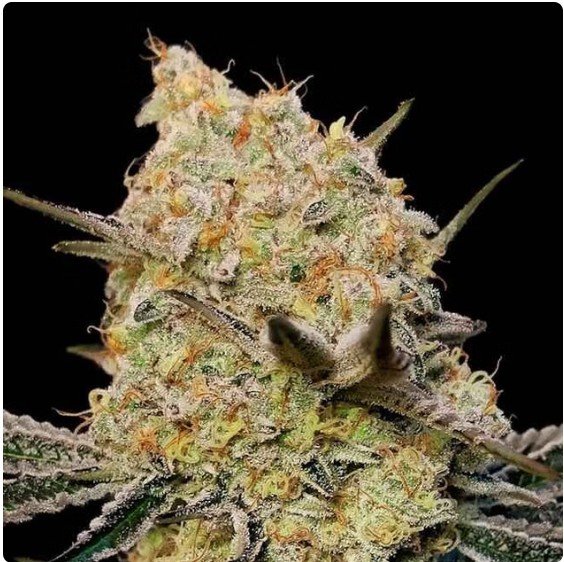 Gelato Mint Feminized Seeds