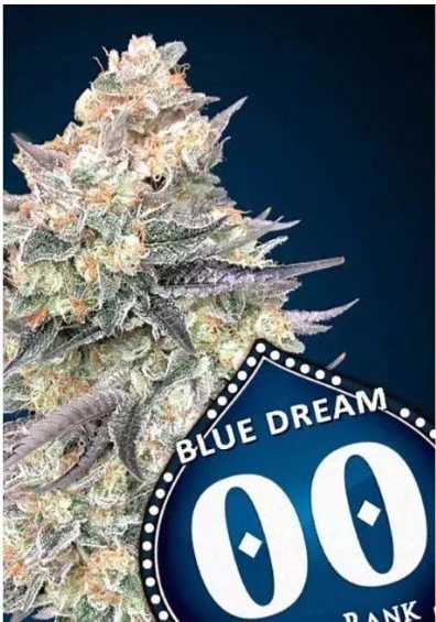 Blue Dream Fast Feminized Seeds