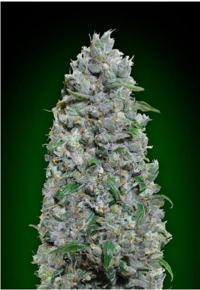 Afghan Mass XXL Auto Feminized Seeds