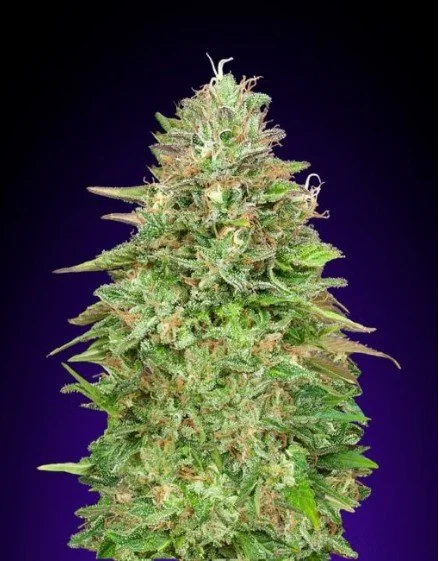 Critical Poison Fast Feminized Seeds