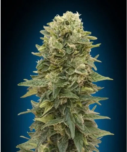 Afghan Mass Auto Feminized Seeds