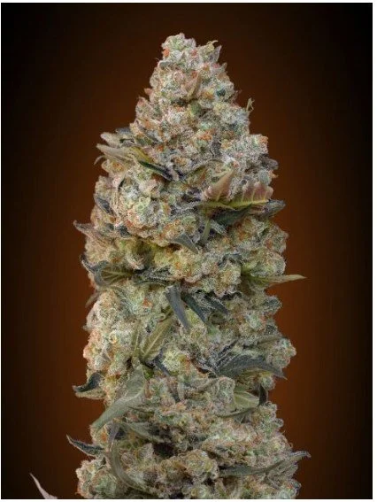 Chocolate Skunk Feminized Seeds