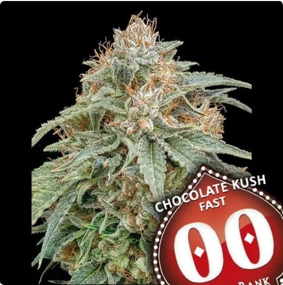 Chocolate Kush Fast Feminized Seeds