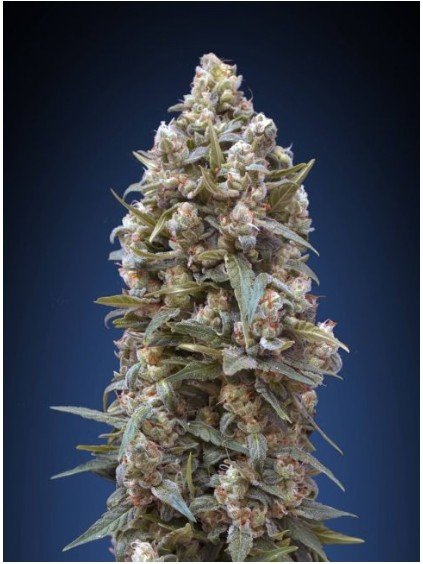 00 Kush Feminized Seeds