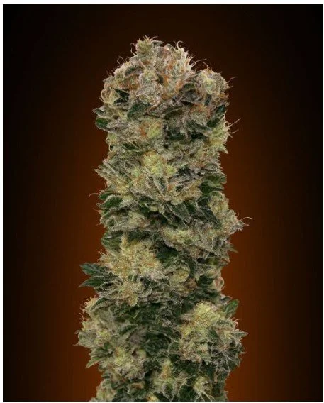 Sweet Soma Auto Feminized Seeds