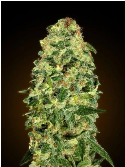 California Kush Auto Feminized Seeds