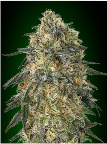 Gorilla Feminized Seeds